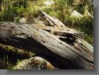 LOG