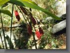 berry1