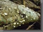 fungus1