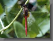 dragfly1