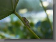 frog2