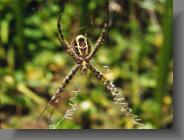 spider7