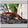 webcrab.jpg