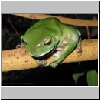 webfrog2.jpg