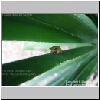 webfrog.jpg