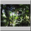 webpalms.jpg