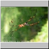 webspider.jpg